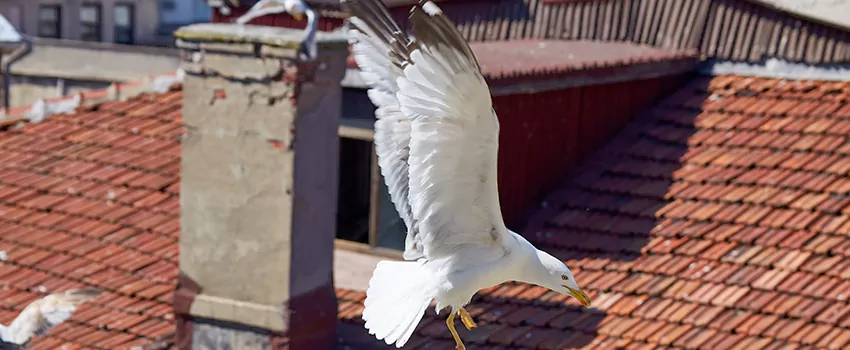 Residential Chimney Animal Removal Solution in Roseburg, OR