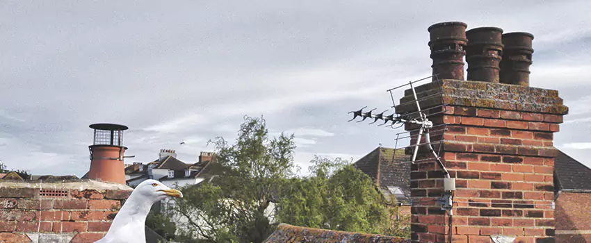 Chimney Cleaning And Restoration in Roseburg, Oregon